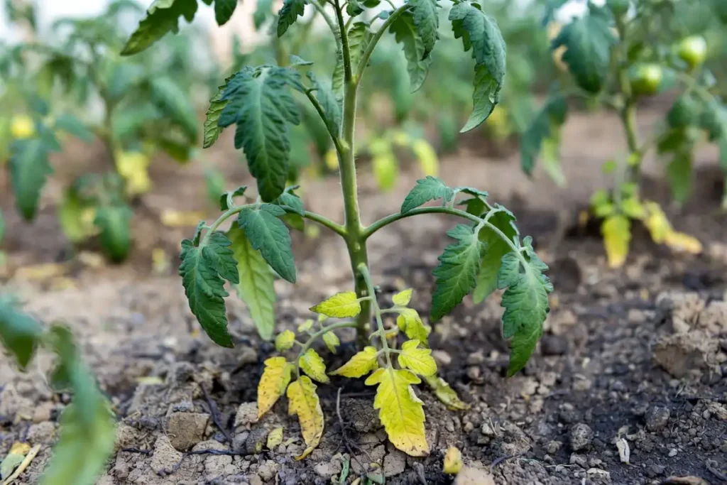 drooping tomato leaves and yellowing foliage showing early signs of transplant stress