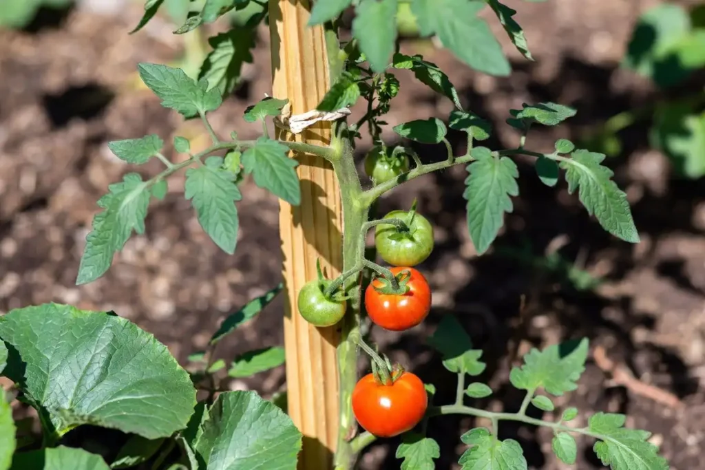 tomato plant supported by a wooden stake with soft ties in a vegetable bed