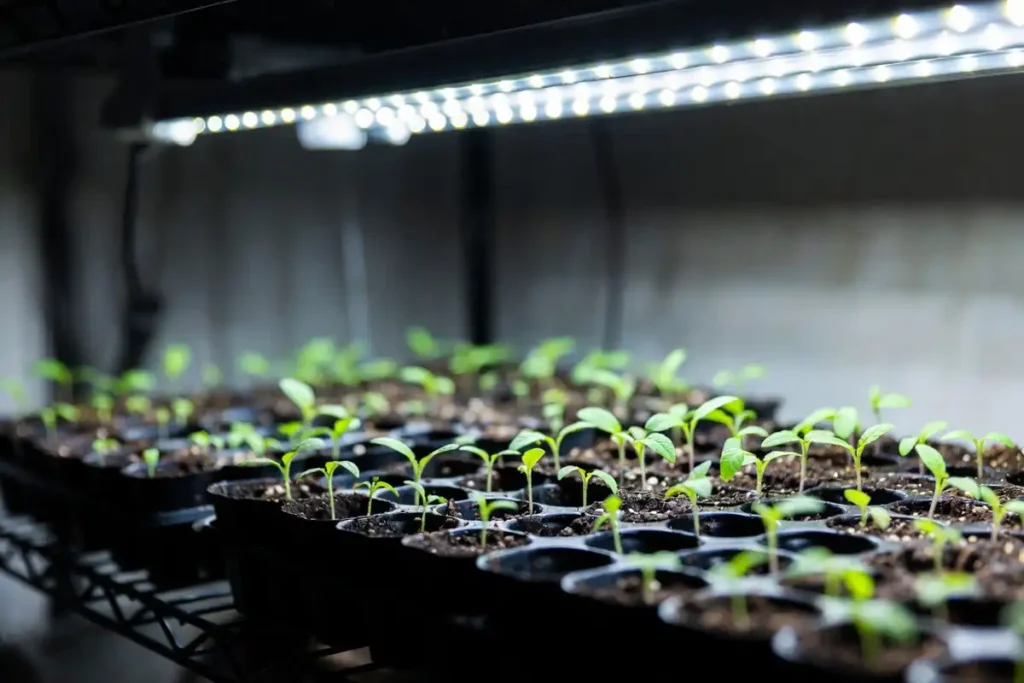 young tomato seedlings in trays under LED grow light on an indoor shelf