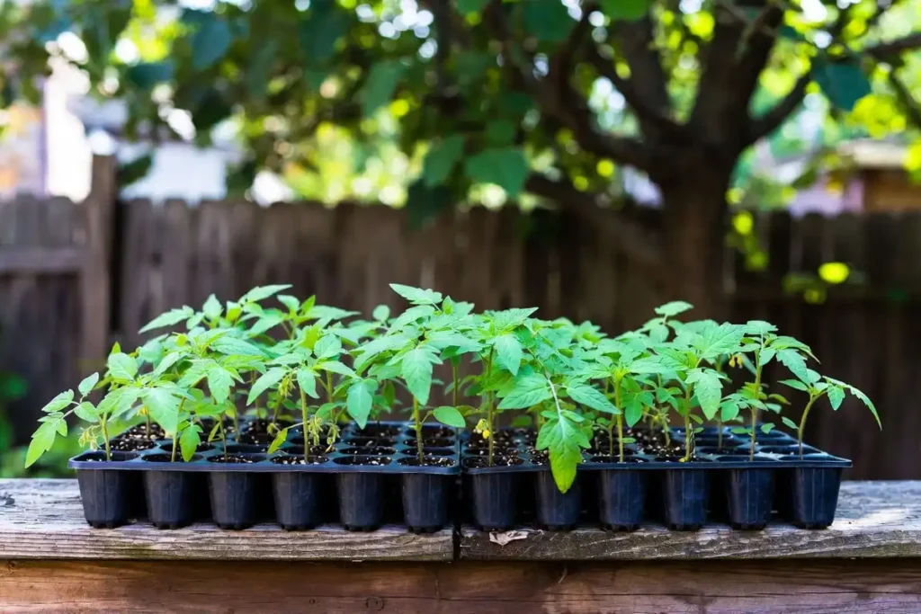 tomato seedling trays placed outside in dappled shade on wooden deck for gradual sun exposure