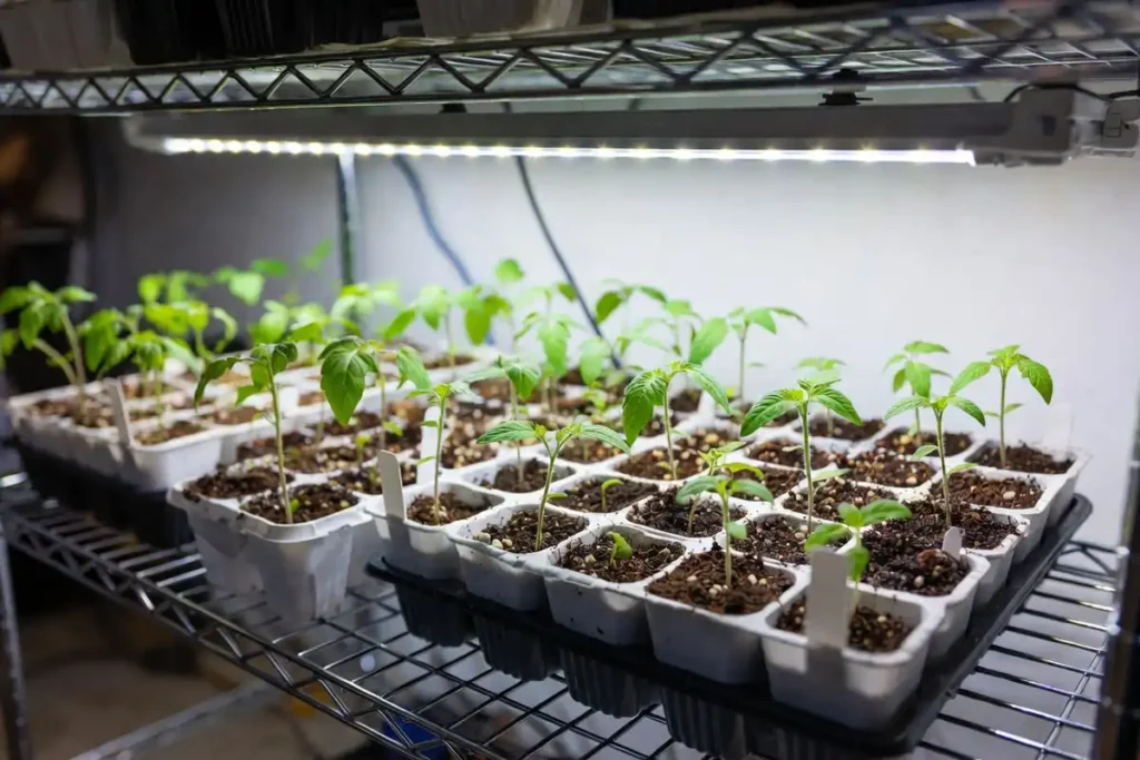 young tomato seedlings with true leaves growing under LED grow lights in white plug trays