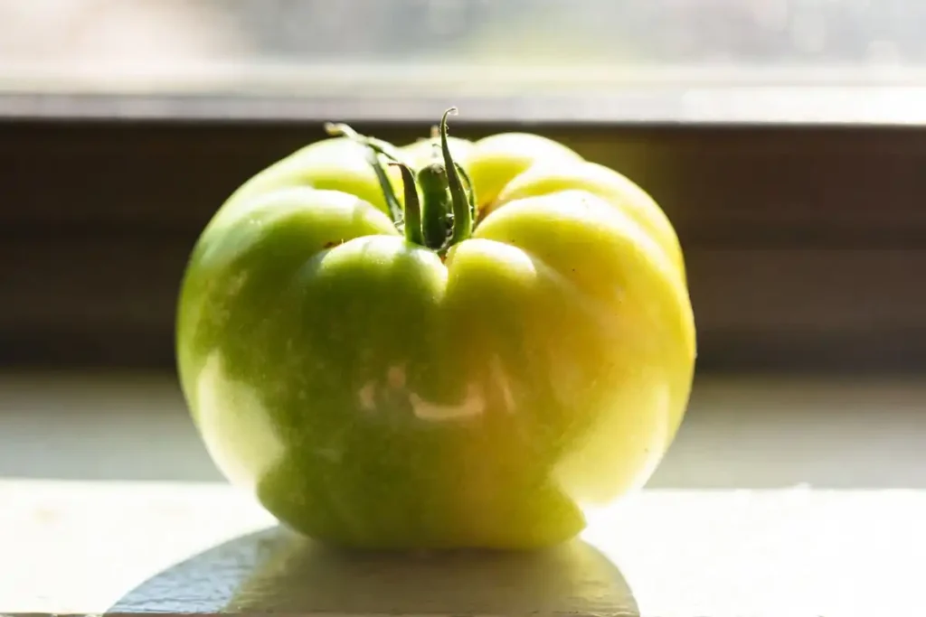 green tomato placed in direct sunlight on a windowsill showing uneven color development