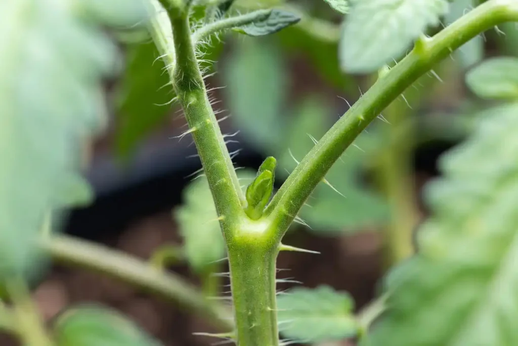 tomato sucker growing in stem axil