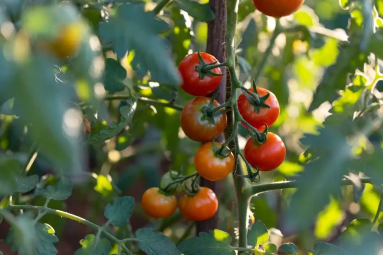 Tomatoes Are Indeterminate