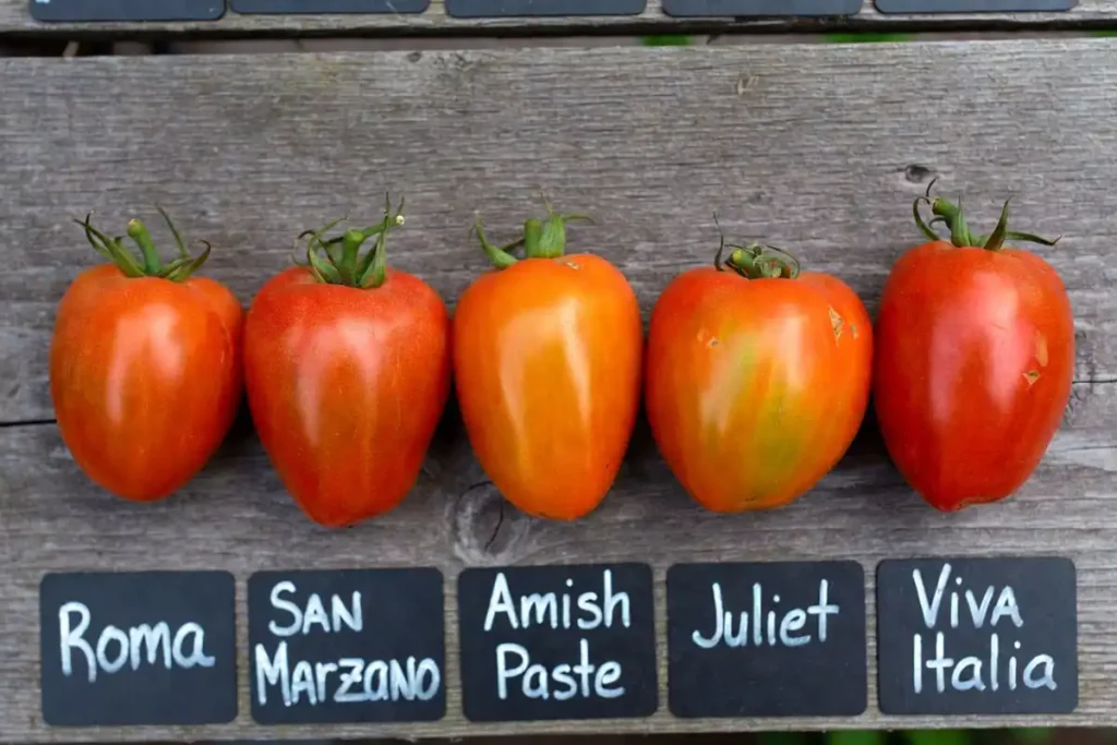 five paste tomato varieties arranged on a wooden surface with chalk labels