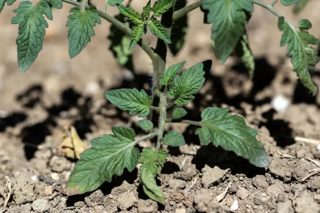 tomato plant leaves curling inward on a hot dry day showing signs of water stress