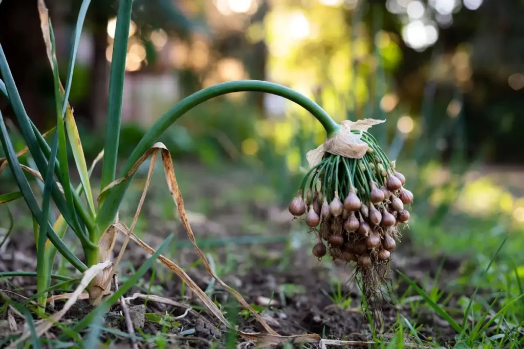 Walking onion stem bending under heavy bulbil cluster reaching the ground