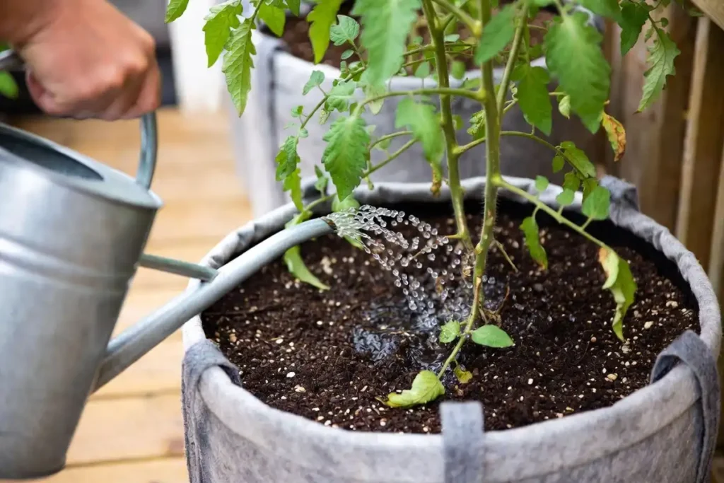 person watering a potted tomato plant at the soil level outdoors