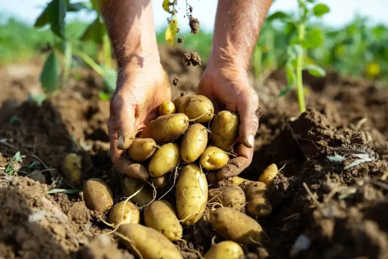 potatoes ready to dig