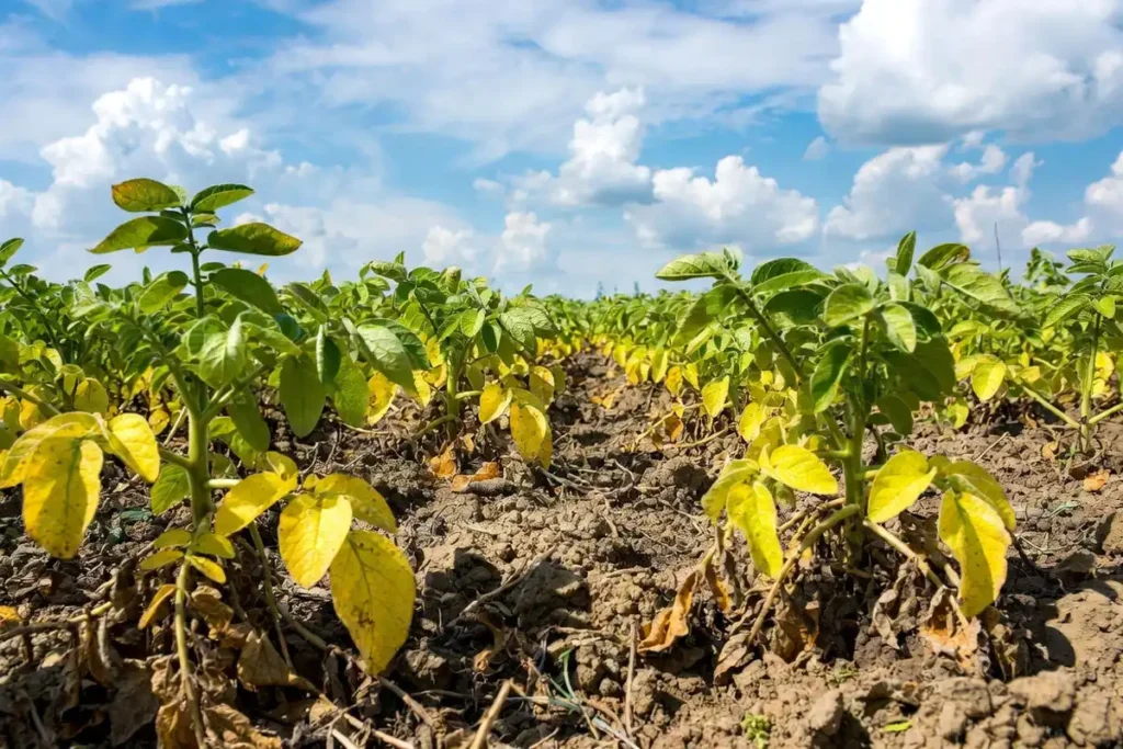 potato plant vines turning yellow and dying back in the field