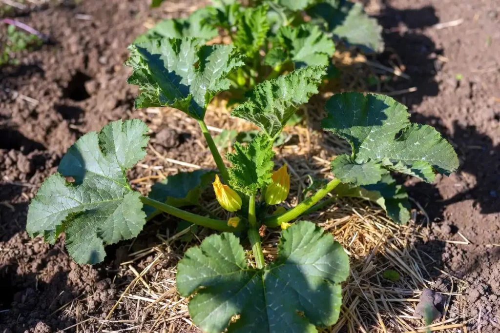 wide-spaced zucchini plants in a garden row with open airflow between leaves