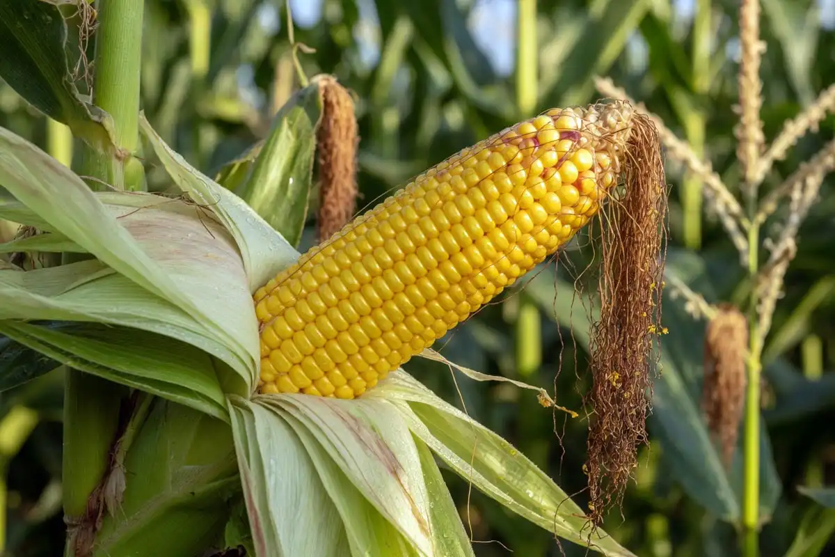 Sweet Corn Ready After Tassel