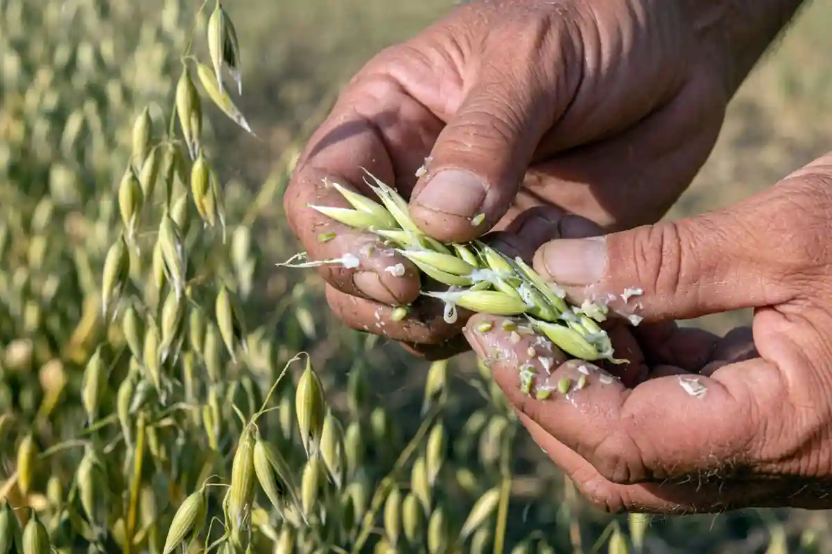 When to Cut Oats for Hay