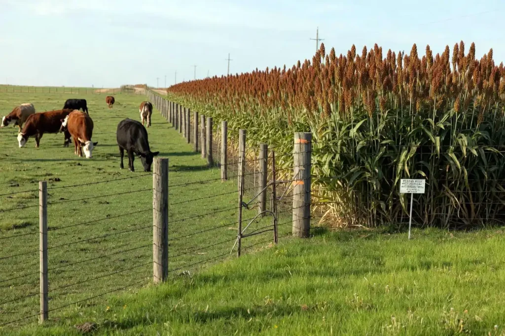 Wire fence separating livestock pasture from sorghum food plot