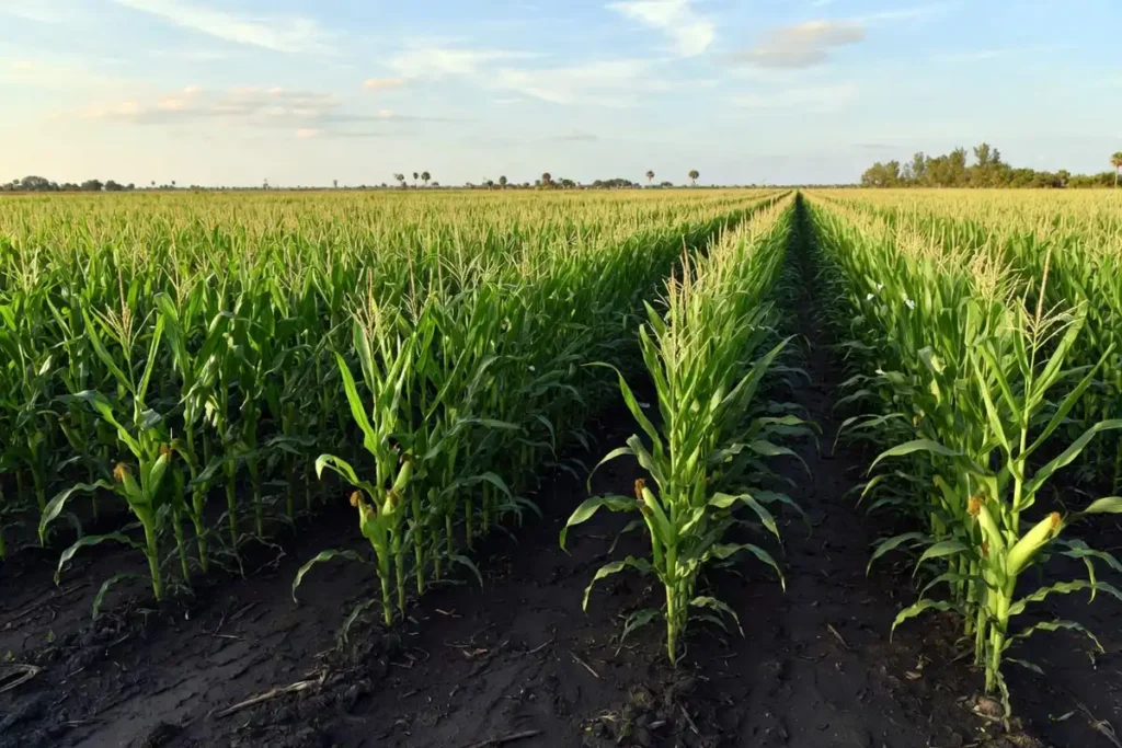 Sweet corn field ready for harvest in south Florida