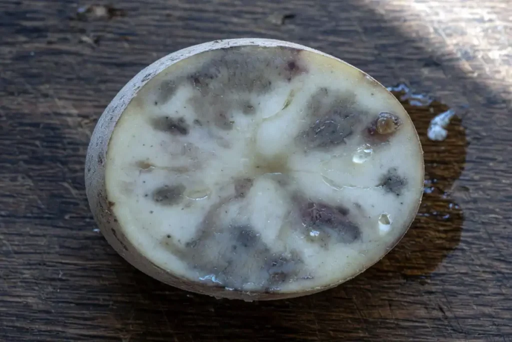 Frost damage inside a cut potato tuber