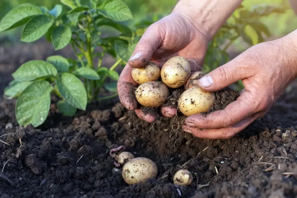 Hands gently pulling small new potatoes from loose garden soil