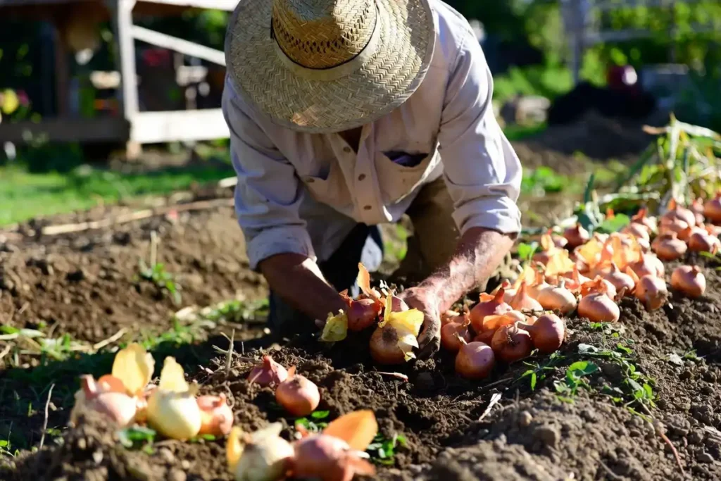 Gardener harvesting mature onions with yellowed tops in spring