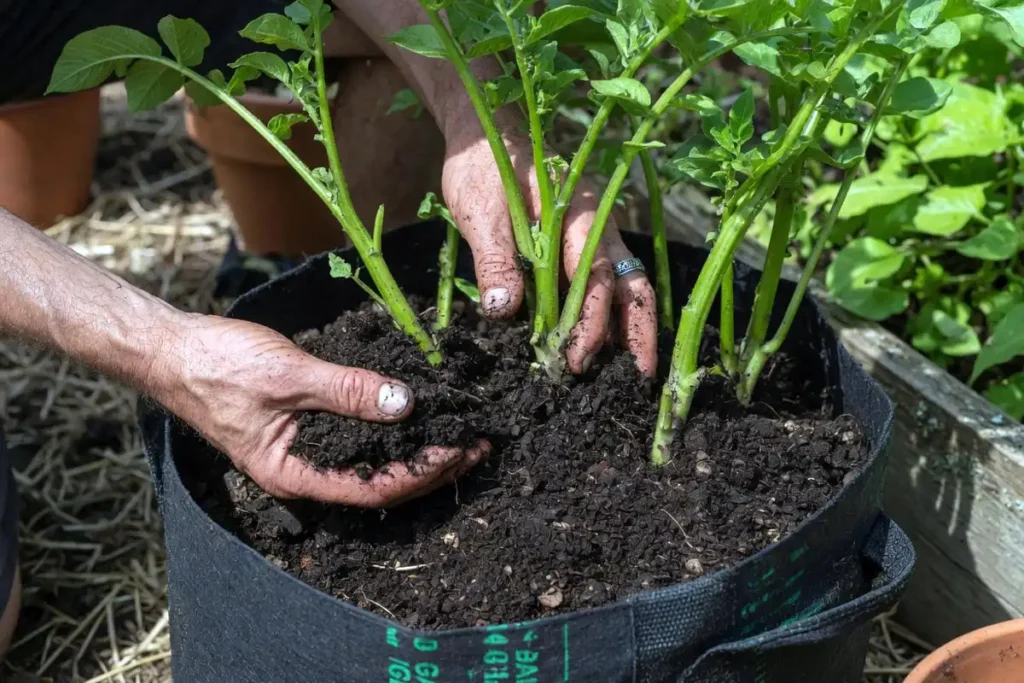 Adding soil to hill potato stems growing in a bag