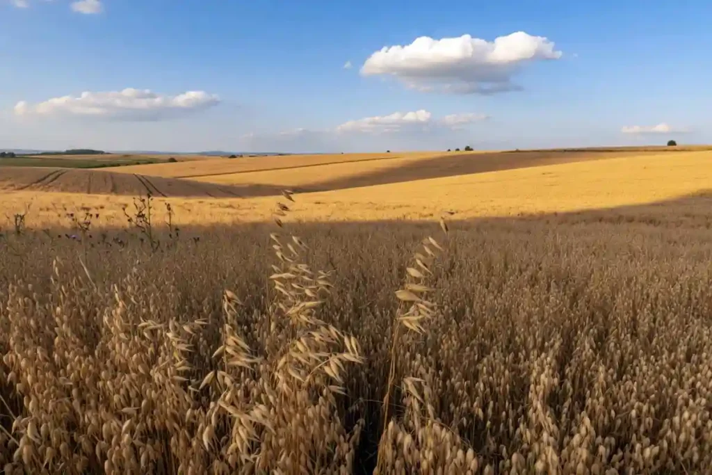 Golden oat field ready for harvest in late summer