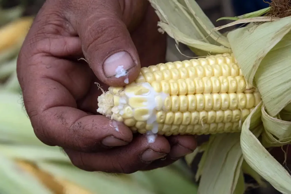 Thumbnail pressing corn kernel for milk stage test