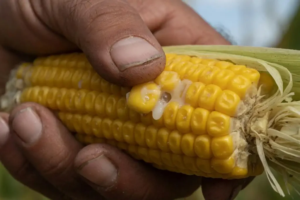  Thumbnail pressing corn kernel showing milky juice for ripeness test