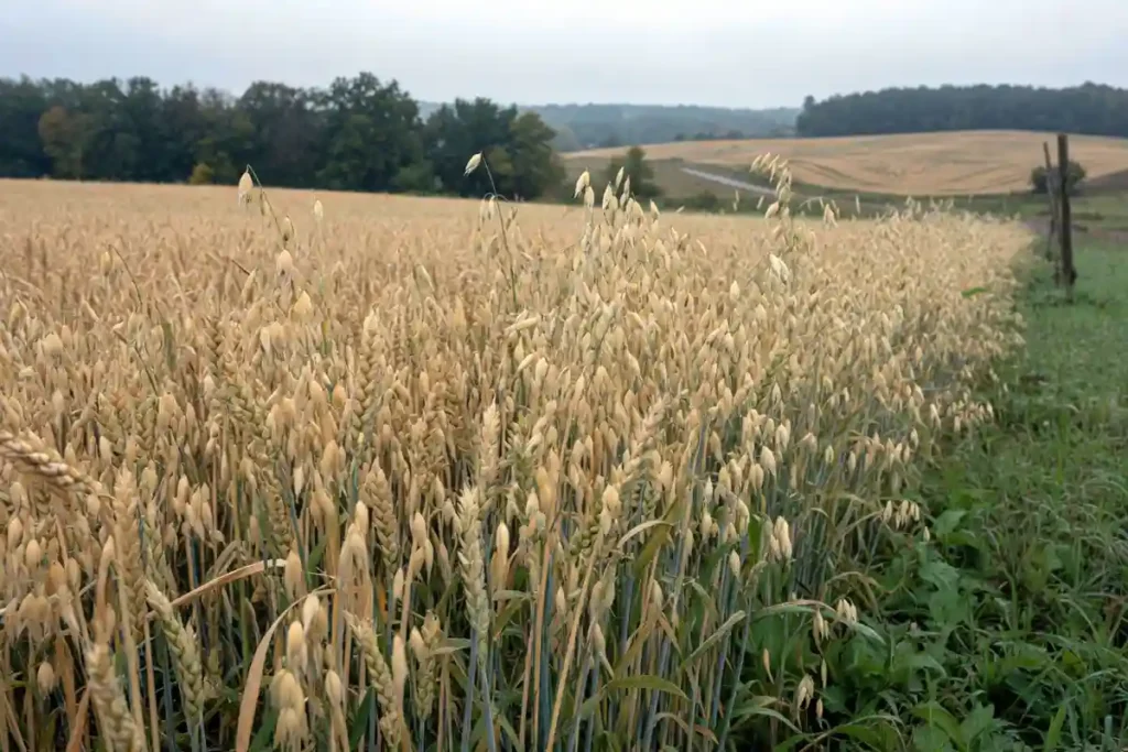 Mixed wheat and oat stand in northern field