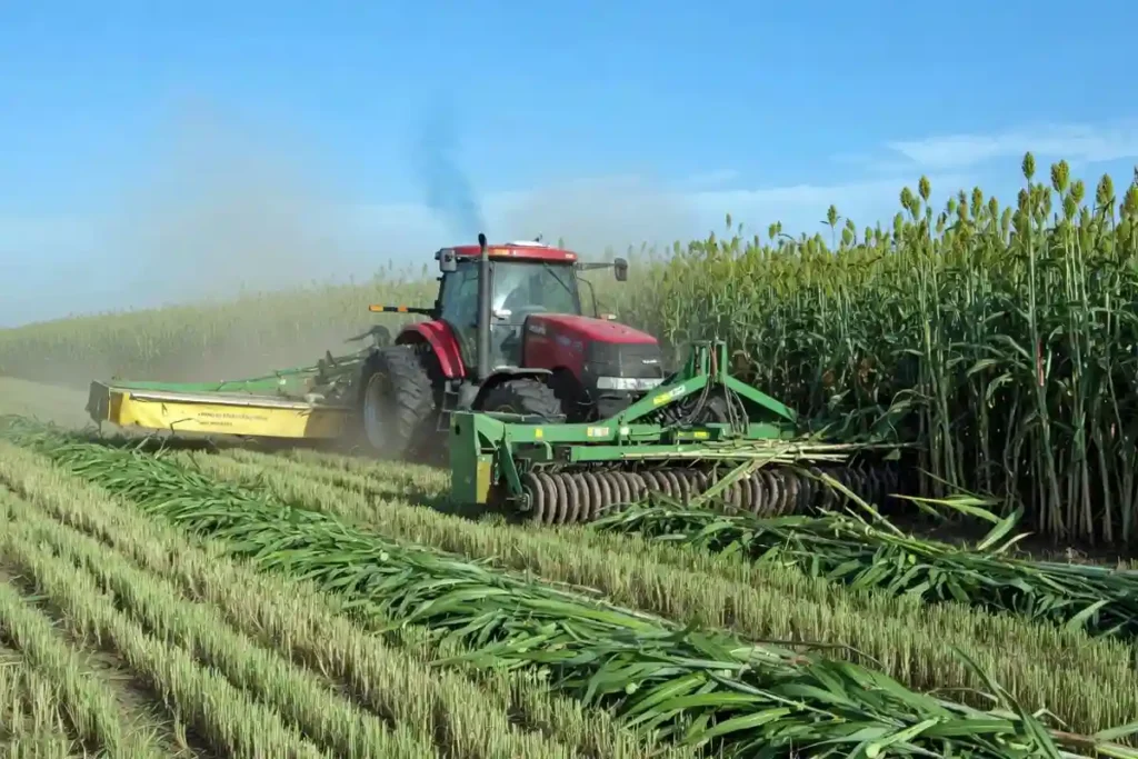 Mower-conditioner cutting sorghum-sudan grass into wide windrows