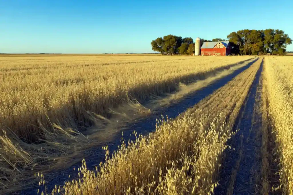 Mature oat field ready for harvest in Kansas