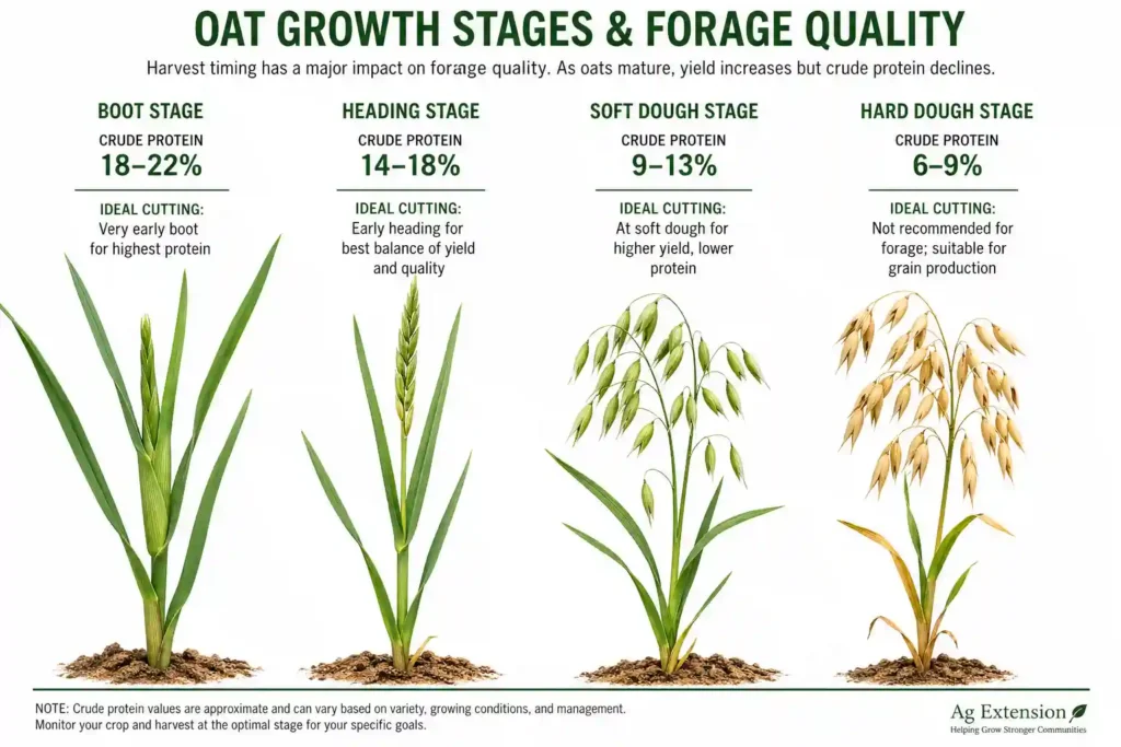 Infographic comparing oat growth stages from boot to hard dough