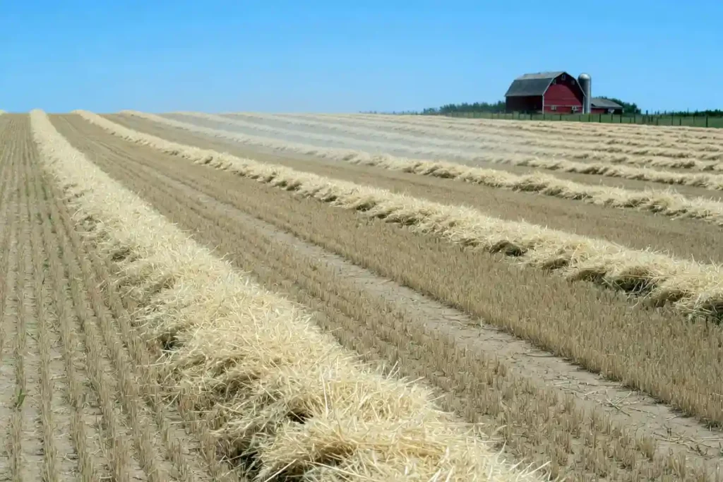 Oat hay windrows curing in field after cutting