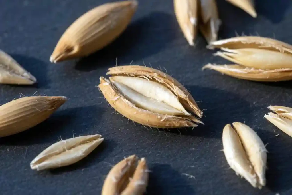 Oat kernels showing hulls and groats