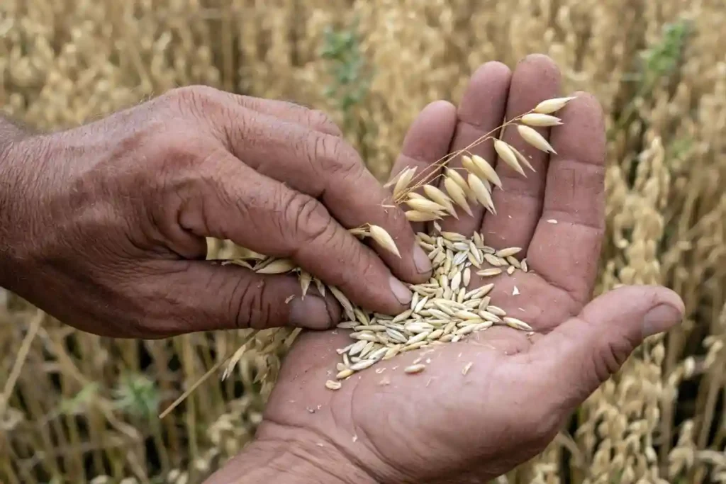 Farmer checking oat kernel hardness in hand