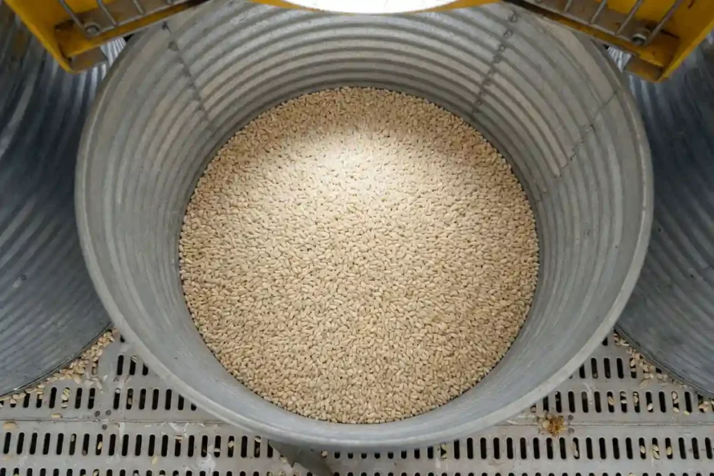 Clean dried oat grain in storage bin