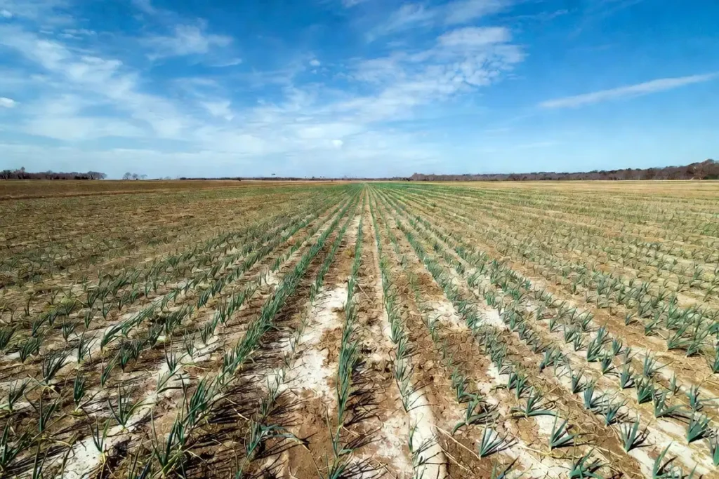 Young onion rows growing in south Georgia Sandy loam soil