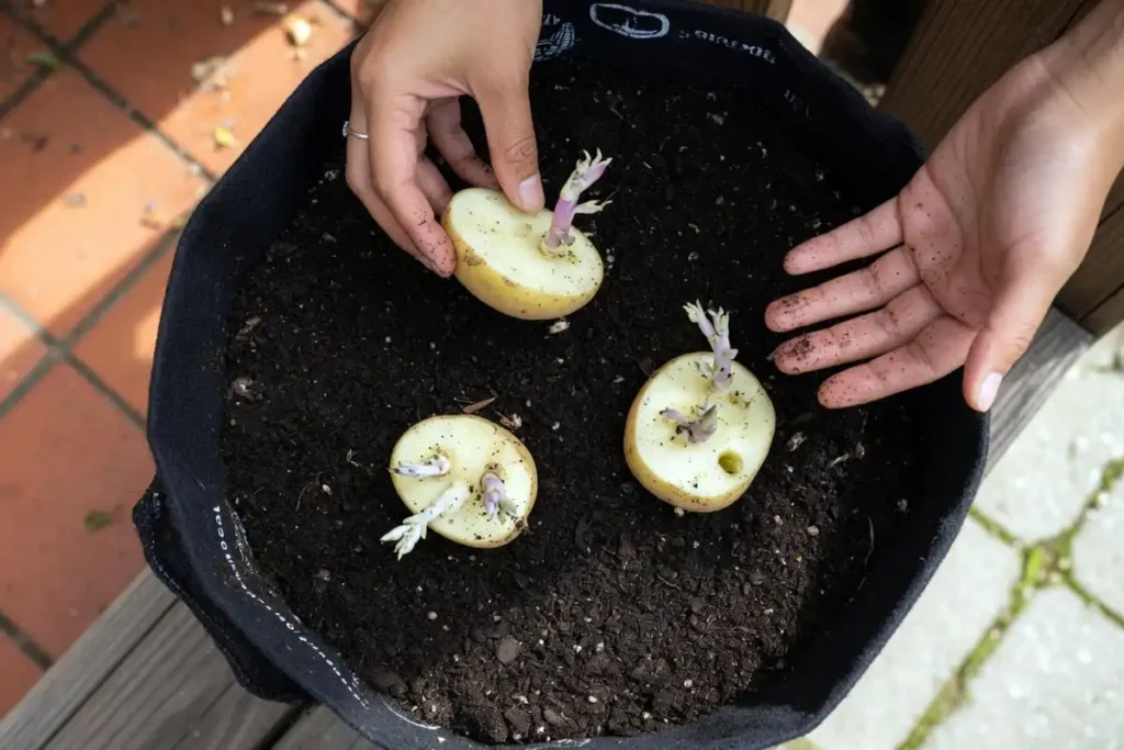 Placing seed potato pieces inside a fabric grow bag
