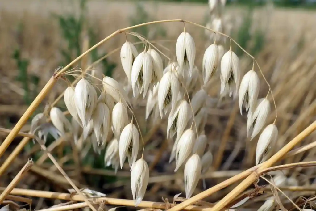 Ripe oat kernels showing harvest readiness