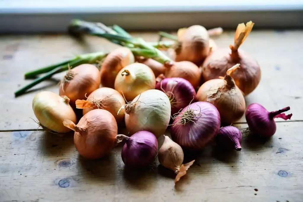 Yellow Granex and Burgundy short day onions on wooden table