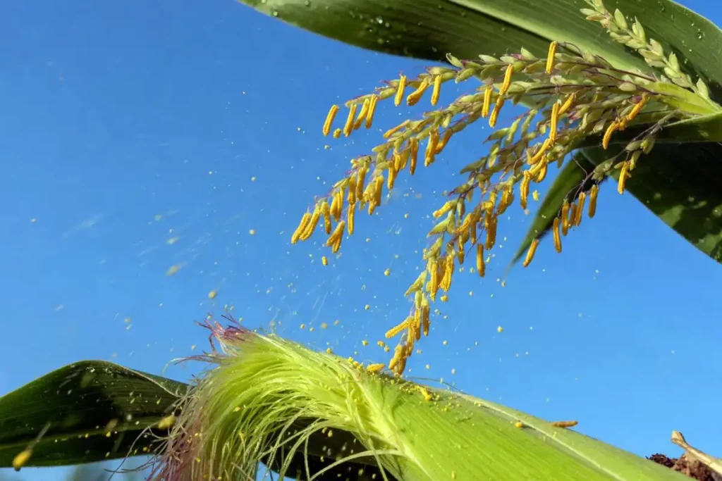 Mature corn tassel shedding pollen above green stalk