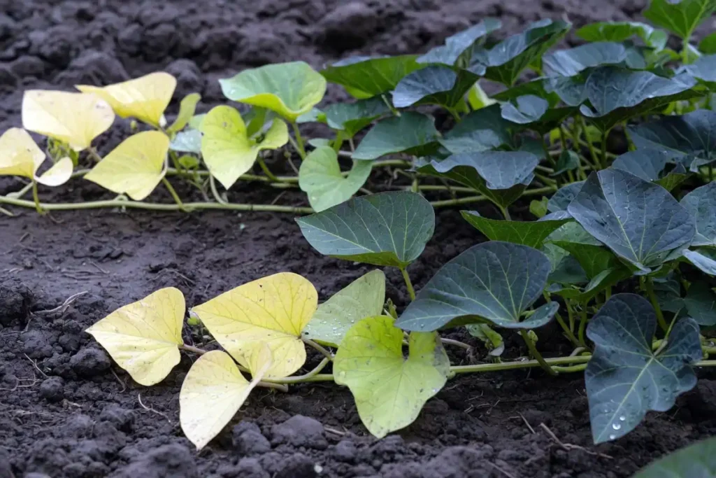 Yellowing sweet potato leaves showing nutrient stress