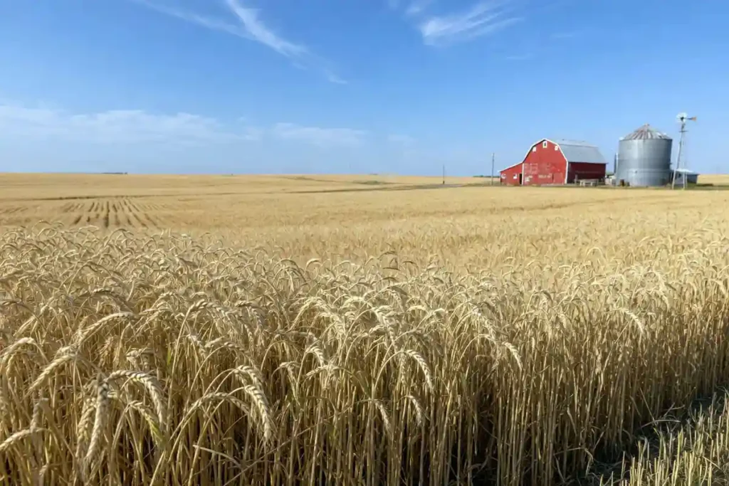 Mature wheat field in Kansas before harvest
