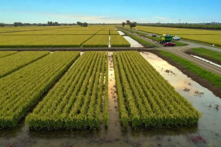 Where is Calrose rice grown shown by flooded California rice paddies in the Sacramento Valley