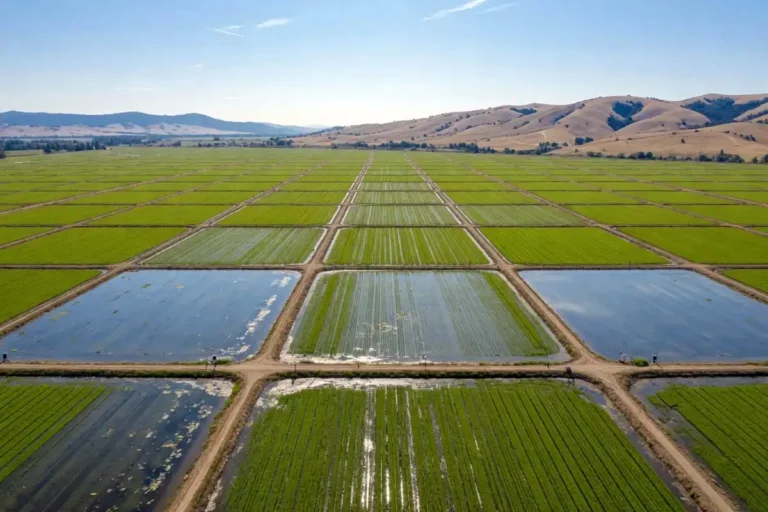Aerial view of flooded rice fields showing where rice is grown in California's Sacramento Valley