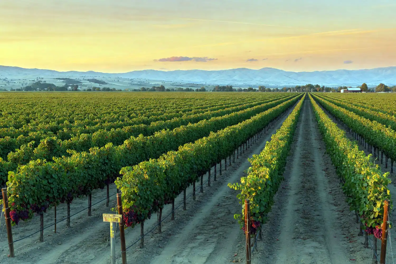 Rows of trellised table grape vines in California's San Joaquin Valley at sunset