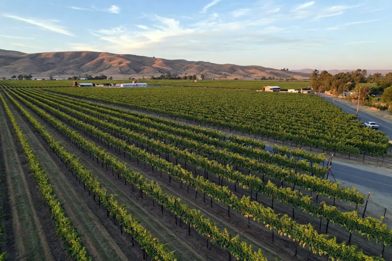 Aerial view of a California table grape vineyard in the San Joaquin Valley where licensed growers produce cotton candy grapes