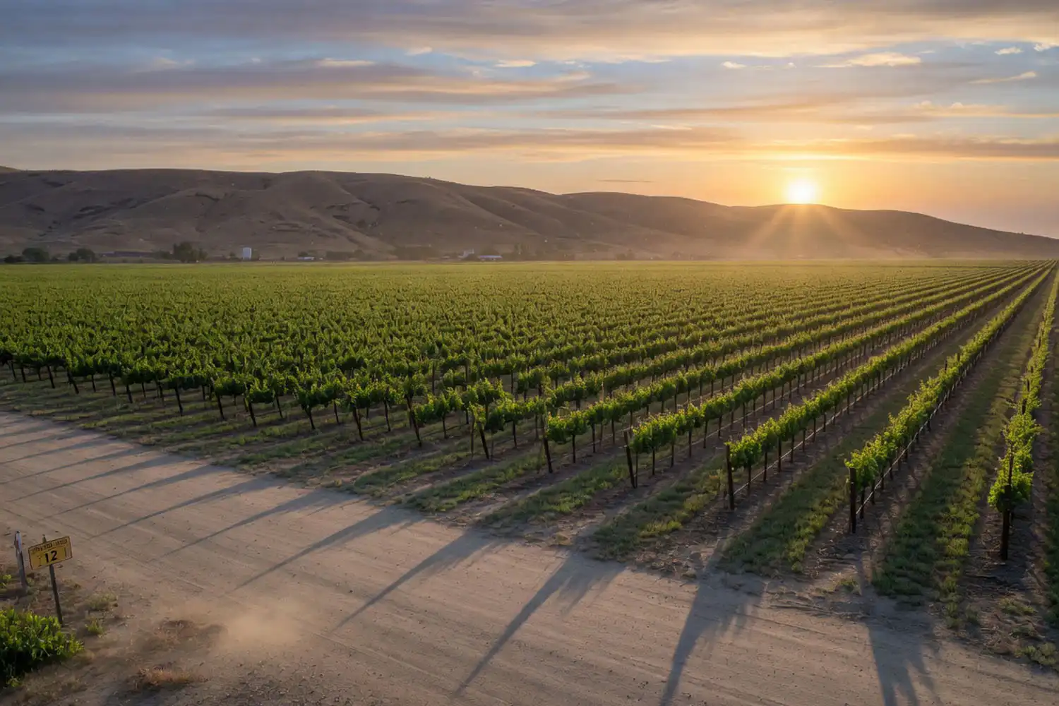 California vineyard rows in the San Joaquin Valley where cotton candy grapes are grown commercially