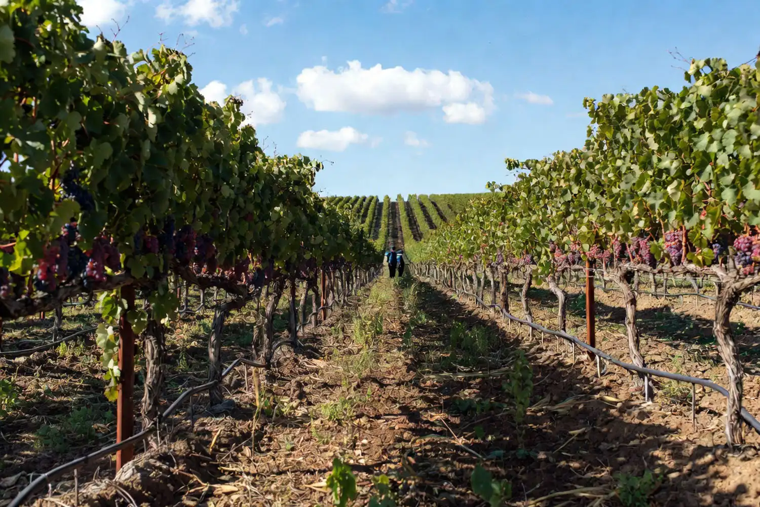 California San Joaquin Valley vineyard with trellised vines growing red Candy Snap grapes in early summer