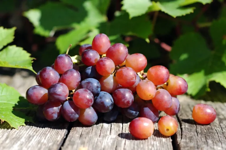 Cluster of dark red Candy Snap grapes on a wooden farm table