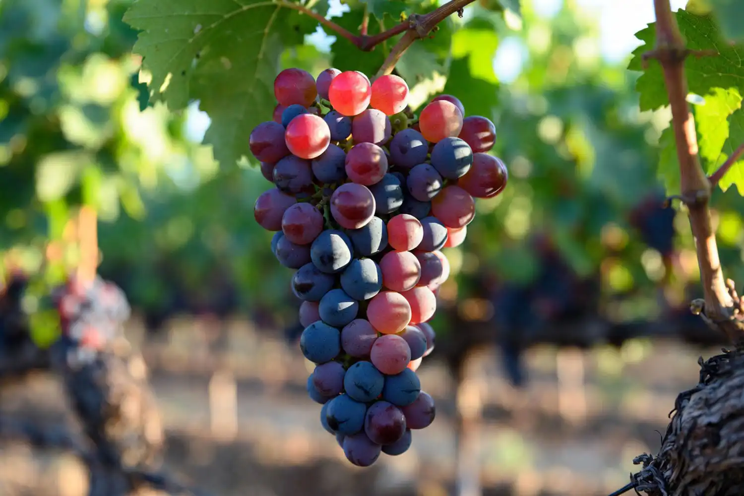 Dark red Candy Snap grape cluster ripening on the vine in a California vineyard