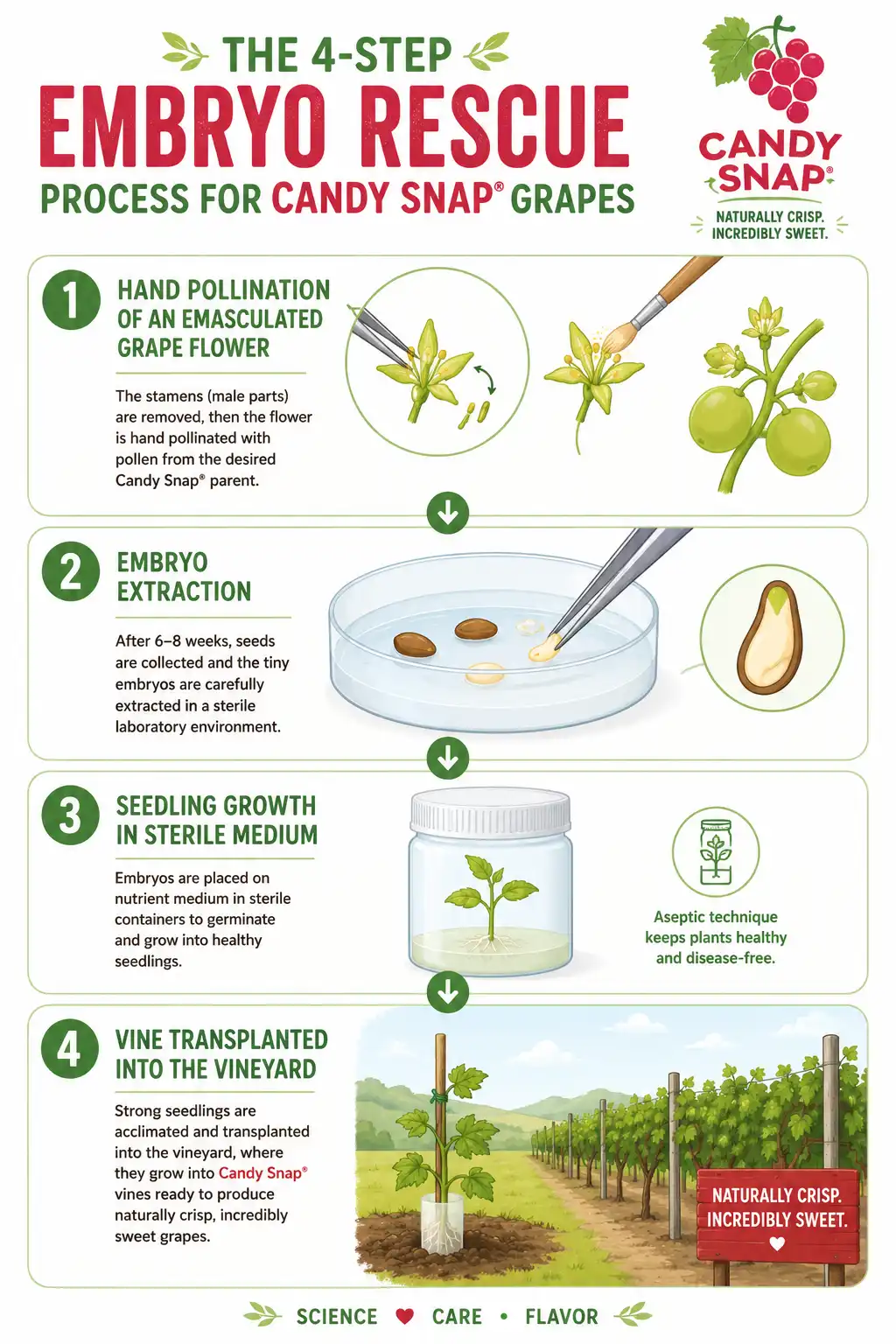 Infographic of the four steps of breeding Candy Snap grapes through embryo rescue and hand pollination